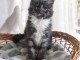 Je donne chaton Maine coon 