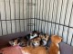 B&eacute;b&eacute; chaton dispo pour adoption 