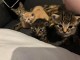 &Agrave; donner chatons disponible 