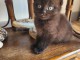 Adorable chaton disponible 