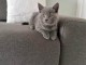 Chaton chatreux a donner 