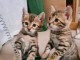 B&eacute;b&eacute; chaton Bengal pour adoption 