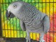 Je donne perroquet gris du Gabon 