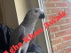 perroquet gris du Gabon &agrave; vendre 
