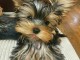 je donne chiot Yorkshire terrier femelle 