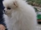 chiots spitz allemand a donner m&acirc;le 