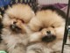 Chiots spitz allemand race pure 