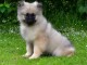 Je donne chiot spitz allemand 