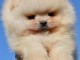 Pomeranian BOO chiots