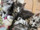 Je donne chaton Maine coon 