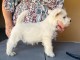 Chiots West Highland White Terrier a donner