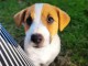Je donne chiot jack Russel terrier femelle 