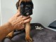 Magnifique chiot boxer a donner 