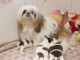 Je donne chiot Shih Tzu disponible 