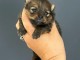 Disponible chiot type spitz allemand 
