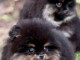 Adorable chiot spitz allemand pour compagnie 