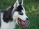 B&eacute;b&eacute; chiot husky sib&eacute;rien a donner 