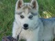 Je donne chiot sib&eacute;rien husky femelle 