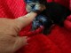 Je donne chiot Yorkshire m&acirc;le 