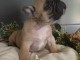 chiot bouledogue fran&ccedil;ais &agrave; donner 