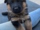 Chiots type berger allemand 