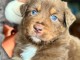 Chiots berger australien disponible 