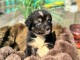 Je donne chiot berger australien 