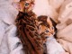 Magnifique chaton Bengal en adoption 