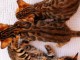 Magnifique chaton Bengal en adoption 