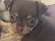 Chiots chihuahua m&acirc;le 