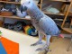 &Agrave; adopter perroquet gris du Gabon 