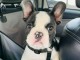 Chiots bouledogue fran&ccedil;ais &agrave; adopter 