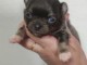 Je donne chiot chihuahua 