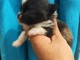 B&eacute;b&eacute; chiot chihuahua m&acirc;le disponible 
