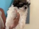 Je donne chiot Shih Tzu disponible 