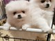 Je donne chiot spitz nain disponible 