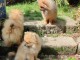 B&eacute;b&eacute; chiot spitz allemand a vendre 