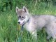 Je donne chiot husky sib&eacute;rien 
