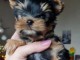 Chiots Yorkshire disponible 