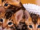 Magnifique chaton Bengal en adoption 