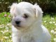 Chiots bichon maltais &agrave; adopter 