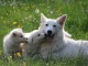 chiots berger blanc suisse &agrave; vendre 
