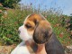 Je donne chiot beagle disponible 