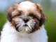 Chiots Shih Tzu &agrave; donner 