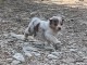 Je donne chiot berger australien m&acirc;le 