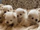 Je vends chiots bichon maltais disponible 