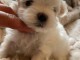 Je donne chiot bichon maltais disponible 