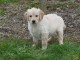Chiots golden retriever 