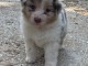B&eacute;b&eacute; chiot berger australien disponible 