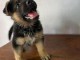 Chiots berger allemand disponible pour adoption 